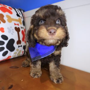 Ilomantsi Cockapoo 01 Ilomantsi Cockapoo 01
