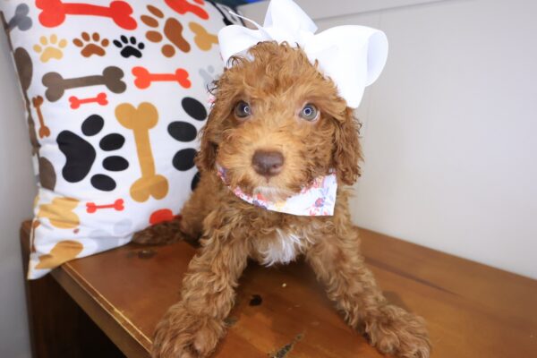 Izzy Poodle 01