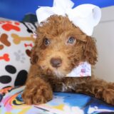 Izzy Poodle 02