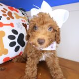 Izzy Poodle 03