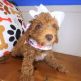 Izzy Poodle 04