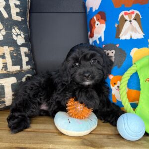 Jaxson Cavapoo 01 Jaxson Cavapoo 01