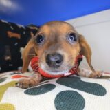 Joey Dachshund 01