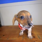 Joey Dachshund 03