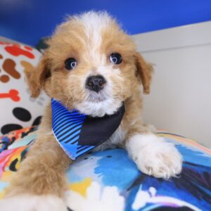 Joey Maltipoo 01 Joey Maltipoo 01