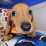 Kip Dachshund 01