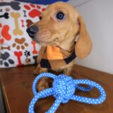 Kip Dachshund 03