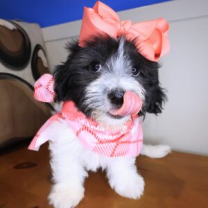 Kirb Havanese 01 Kirb Havanese 01