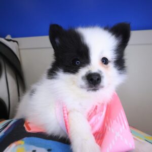 Kita Pomeranian 01 Kita Pomeranian 01