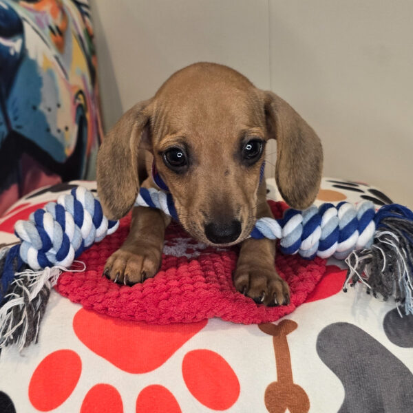 Kolkāta Dachshund 01