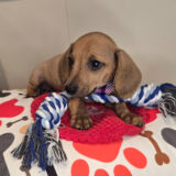 Kolkāta Dachshund 02