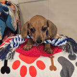 Kolkāta Dachshund 03