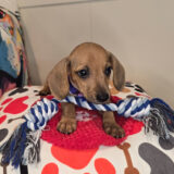 Kolkāta Dachshund 04