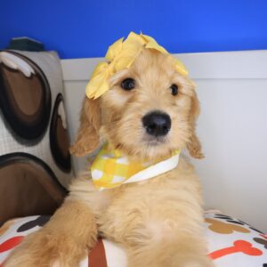 Laguna Goldendoodle 01 Laguna Goldendoodle 01