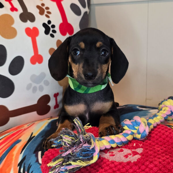 Lakota Dachshund 01