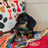 Lakota Dachshund 04