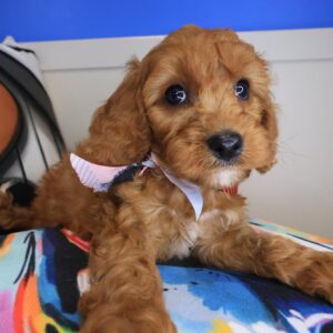 Lark Cavapoo 01 Lark Cavapoo 01