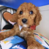 Lark Cavapoo 02