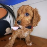 Lark Cavapoo 03