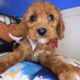 Lark Cavapoo 04