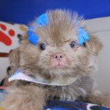 Leela Shih Tzu 01