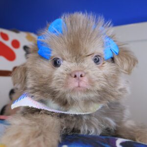 Leela Shih Tzu 01 Leela Shih Tzu 01