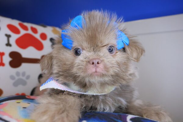 Leela Shih Tzu 01