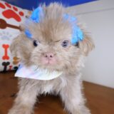 Leela Shih Tzu 02