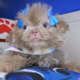 Leela Shih Tzu 03