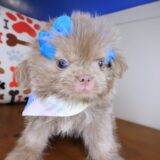 Leela Shih Tzu 04