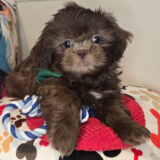 Littlefoot Shih Tzu 01