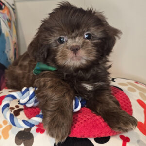 Littlefoot Shih Tzu 01 Littlefoot Shih Tzu 01