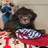Littlefoot Shih Tzu 02