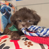 Littlefoot Shih Tzu 03
