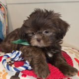 Littlefoot Shih Tzu 04