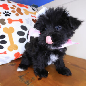 Loi Morkie 01