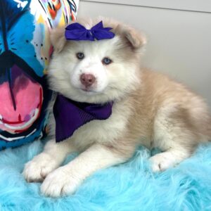 Lola Pomsky 01 Lola Pomsky 01