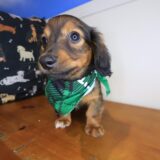 Lollipop Dachshund 01