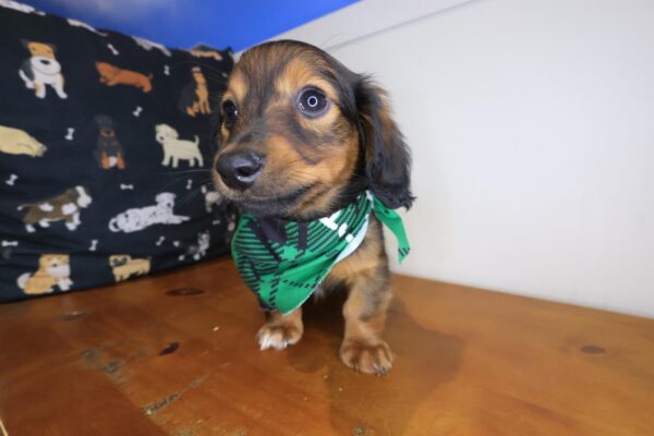 Lollipop Dachshund 01
