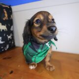Lollipop Dachshund 02