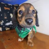 Lollipop Dachshund 03