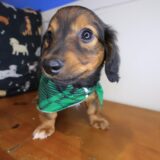 Lollipop Dachshund 04