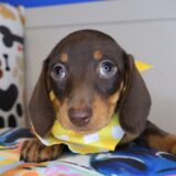 Lox Dachshund 01
