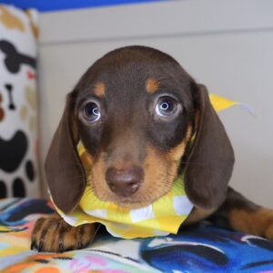 Lox Dachshund 01 Lox Dachshund 01