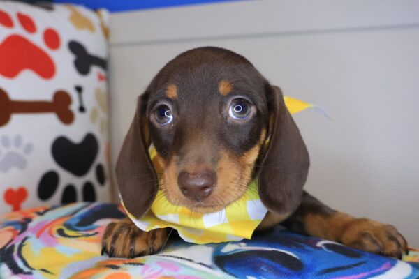 Lox Dachshund 01