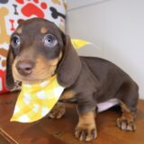 Lox Dachshund 04