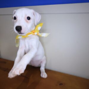 Macy Jack Russell Terrier 01 Macy Jack Russell Terrier 01