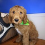 Major Labradoodle 01