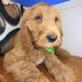 Major Labradoodle 02