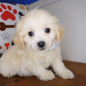 Marley Maltipoo 01 Marley Maltipoo 01